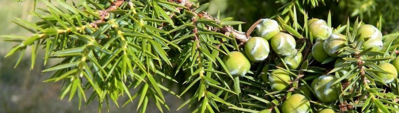 Кримські можжевельники: види та їх опис