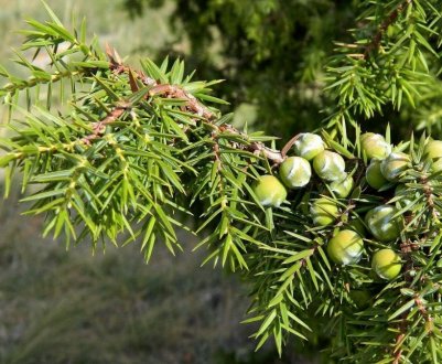 Кримські можжевельники: види та їх опис