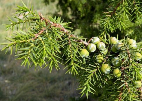 Кримські можжевельники: види та їх опис