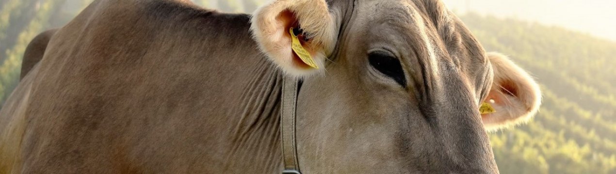 М'які матраци та педикюр були забезпечені коровам у компанії "Агропродсервіс"