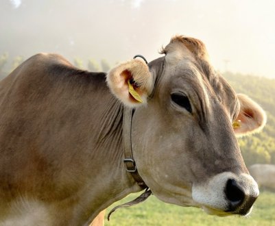 М'які матраци та педикюр були забезпечені коровам у компанії "Агропродсервіс"