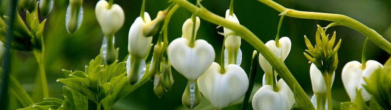 Опис діцентри "Альба"