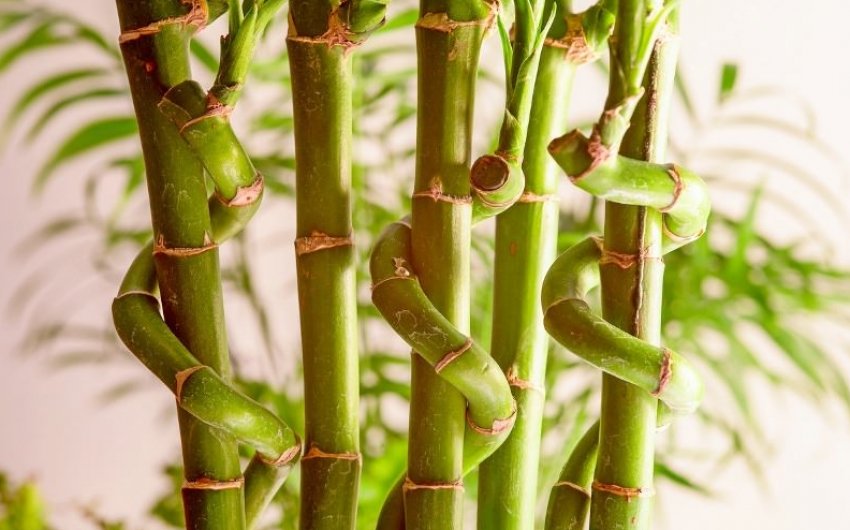 Драцена Сандера