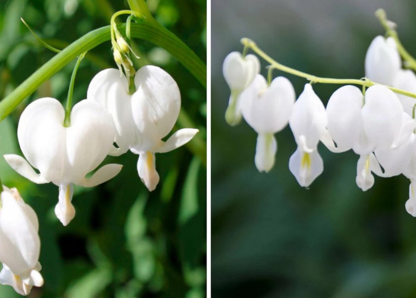 Квітка діцентри Квітка діцентри