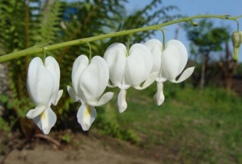 Квітка Квітка