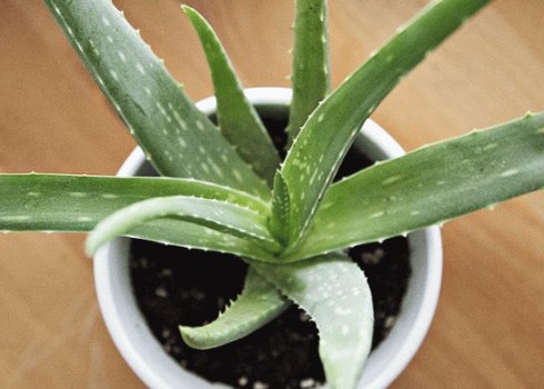 Как часто и как правильно поливать алоэ в домашних условиях