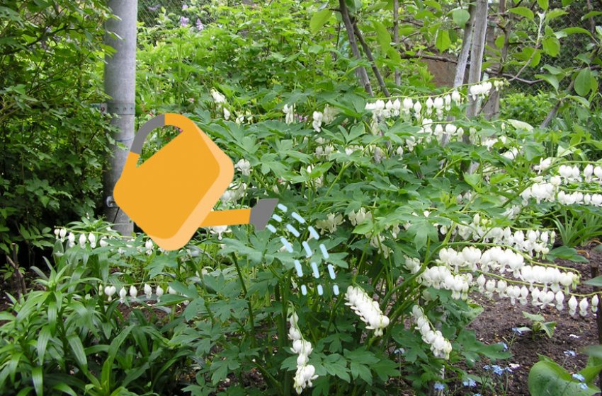 Полив діцентри Полив діцентри