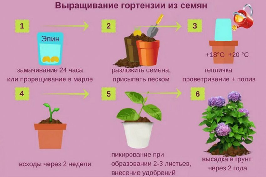 Вирощування гортензії із насіння Вирощування гортензії із насіння