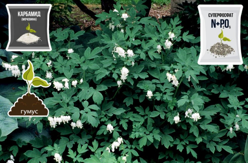 Підживлення діцентри Підживлення діцентри