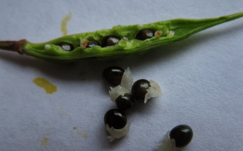 Семена діцентри Семена діцентри