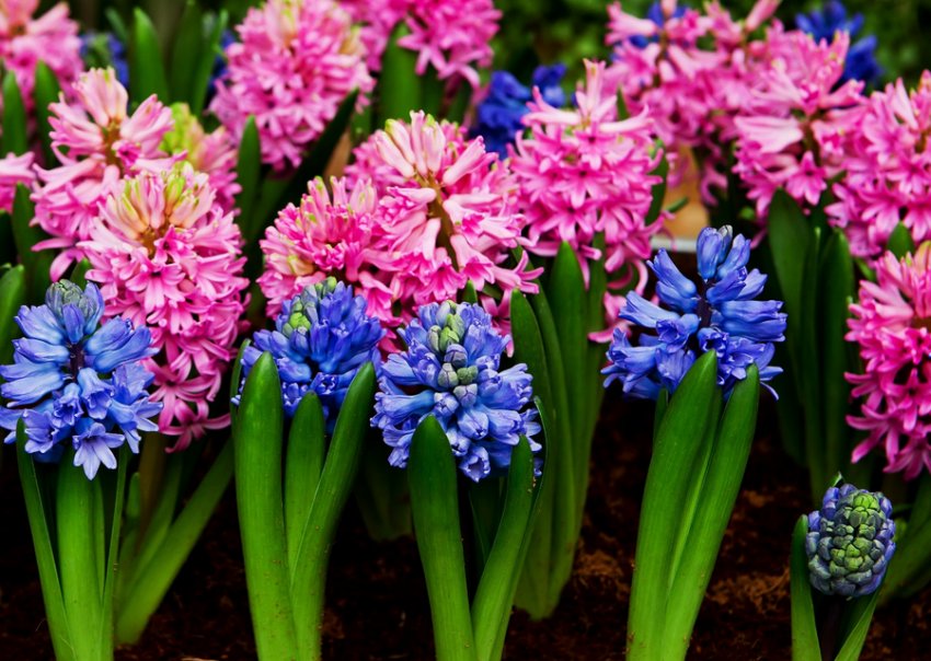 Гіацинт Гіацинт