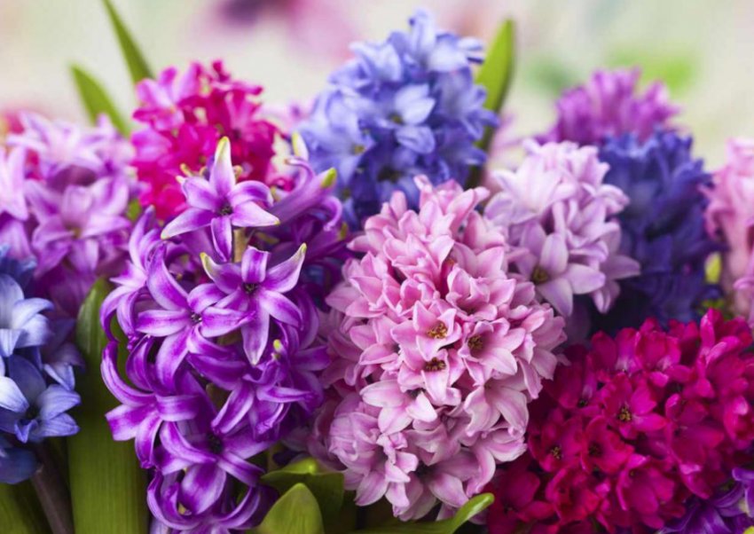 Цвітіння гіацинтів Цвітіння гіацинтів