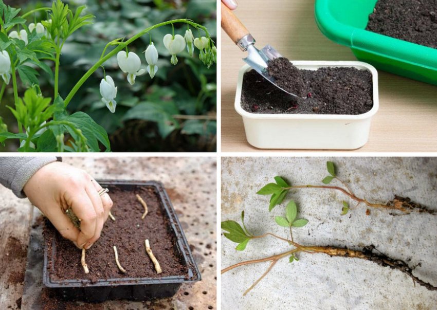 Розмноження діцентри черенками Розмноження діцентри черенками