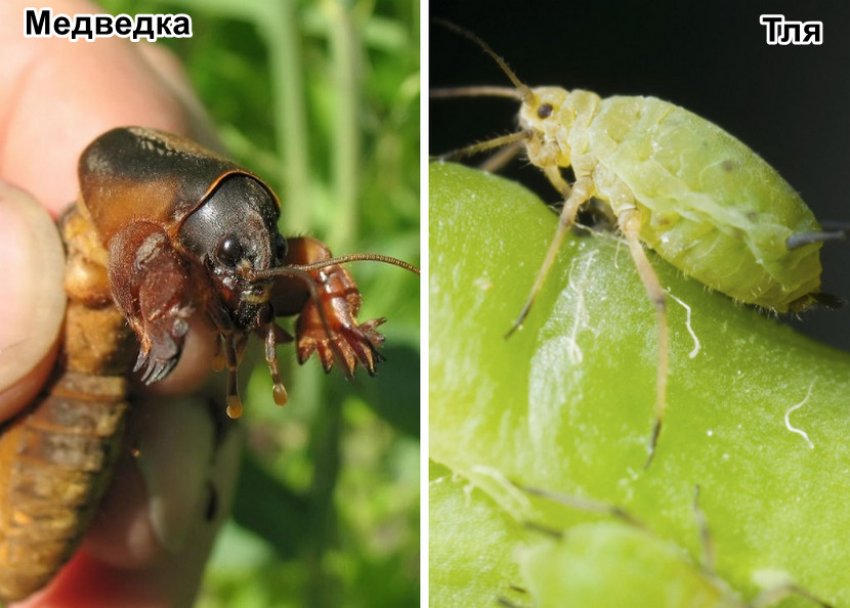 Шкідники квітки Шкідники квітки