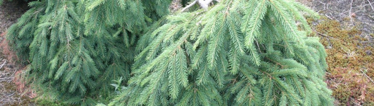 Опис та характеристики звичайної яли Форманека