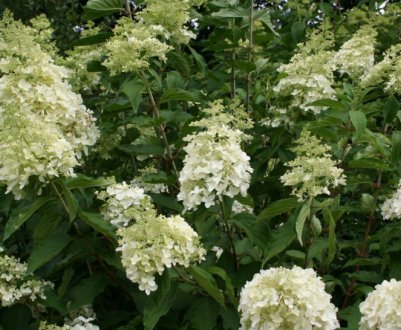 Фото и описание гортензии метельчатой Долли