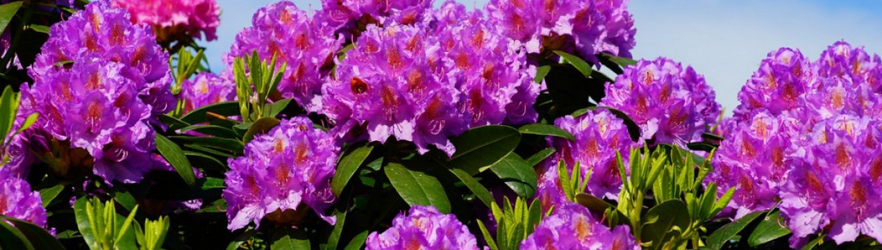 Рододендрон в ландшафтном дизайне с чем сочетается. Смотреть фото Рододендрон в ландшафтном дизайне с чем сочетается. Смотреть картинку Рододендрон в ландшафтном дизайне с чем сочетается. Картинка про Рододендрон в ландшафтном дизайне с чем сочетается. Фото Рододендрон в ландшафтном дизайне с чем сочетается