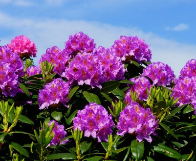 Рододендрони в ландшафтному дизайні, схеми посадки та кращі сусіди в саду, фото