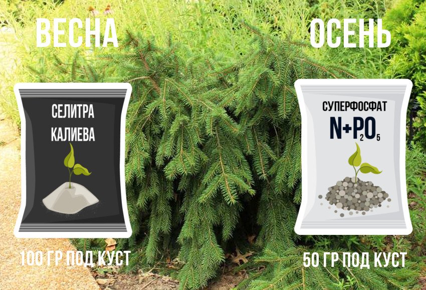 Підживлення ялини Підживлення ялини