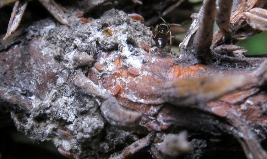 Сіра гниль ялини Сіра гниль ялини