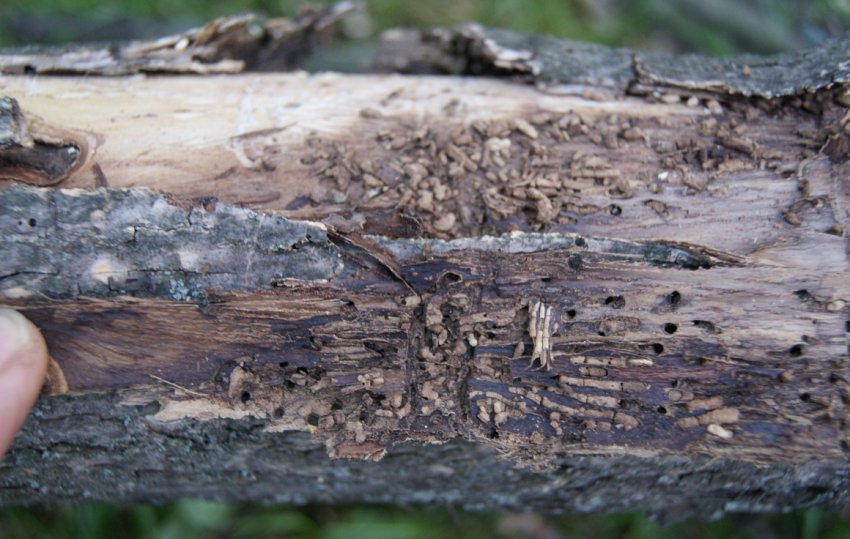 Некроз кори ялини Некроз кори ялини