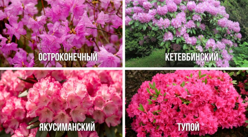 Виды рододендрона с ранним сроком цветения Виды рододендрона с ранним сроком цветения