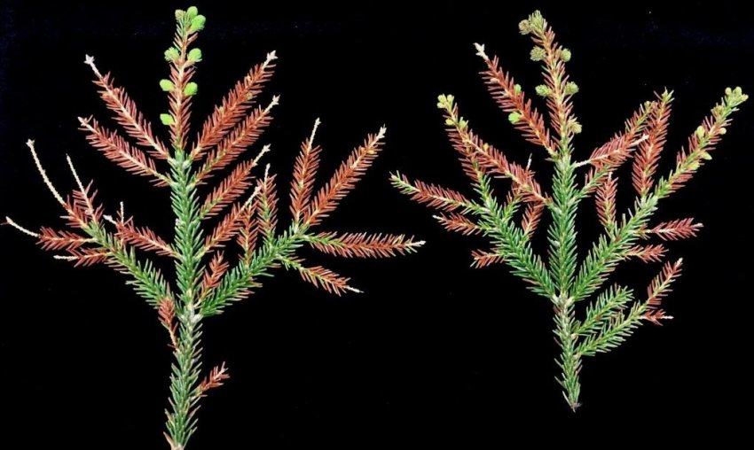 Фузаріоз ялини Фузаріоз ялини