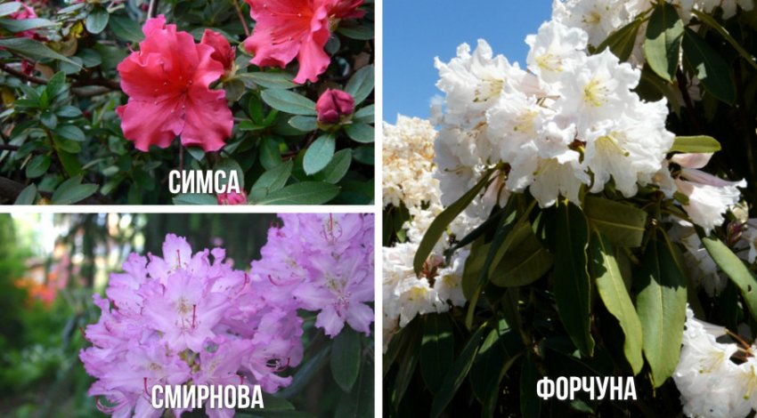 Рододендрон в ландшафтном дизайне с чем сочетается. Смотреть фото Рододендрон в ландшафтном дизайне с чем сочетается. Смотреть картинку Рододендрон в ландшафтном дизайне с чем сочетается. Картинка про Рододендрон в ландшафтном дизайне с чем сочетается. Фото Рододендрон в ландшафтном дизайне с чем сочетается