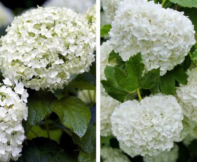 Чим відрізняється бульденеж від гортензії?
