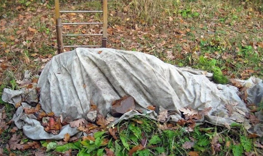 Укриття лимонника на зиму Укриття лимонника на зиму