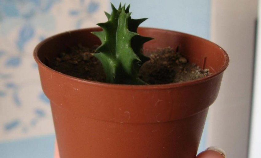 Розмноження гуэрнии живцями Розмноження гуэрнии живцями