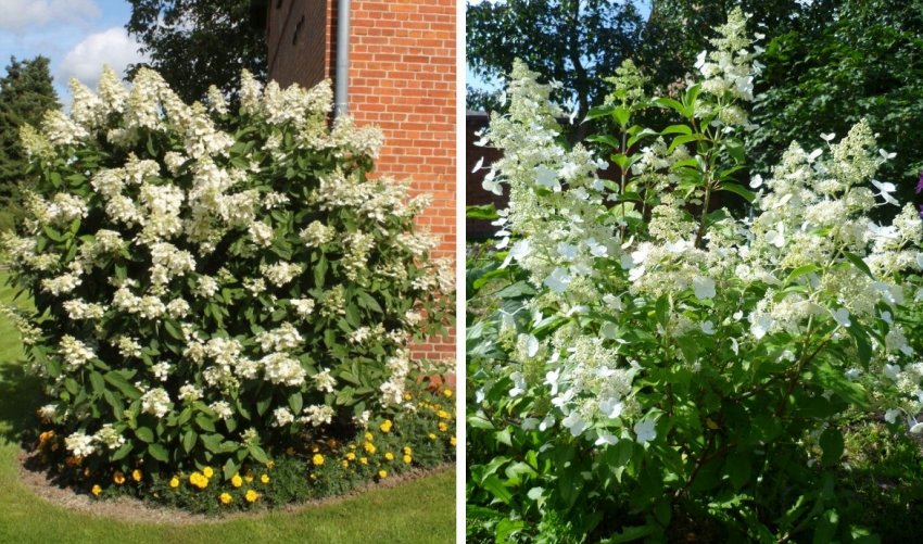 Гортензія Кіушу