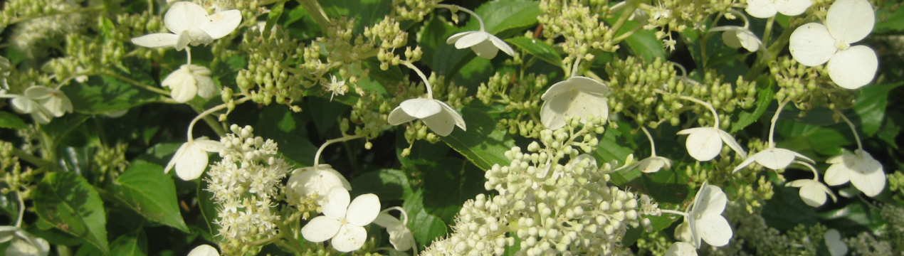 Вирощування та застосування гортензії Кіушу