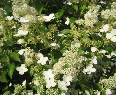 Вирощування та застосування гортензії Кіушу