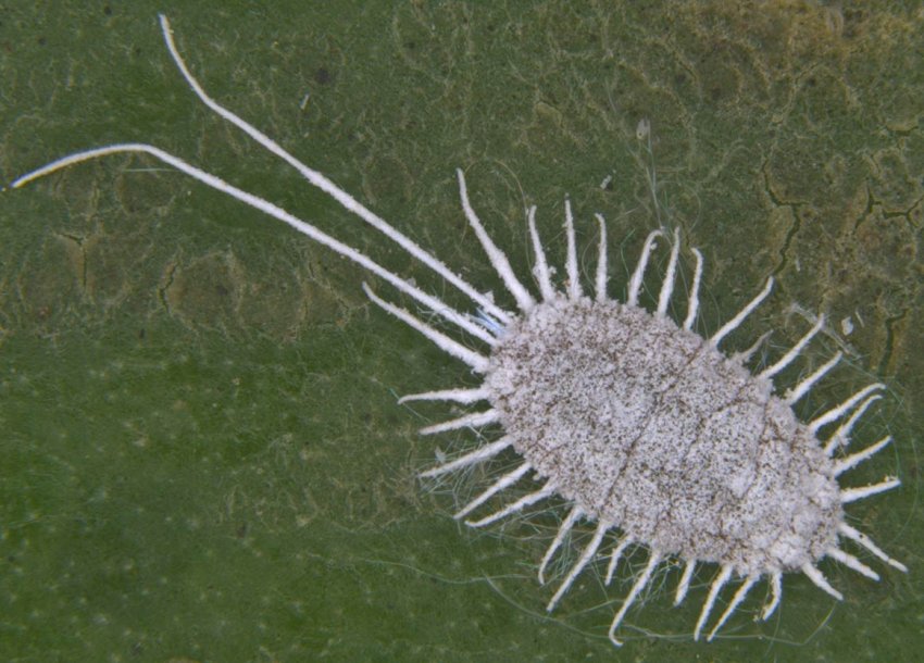 Борошнистий червець Борошнистий червець