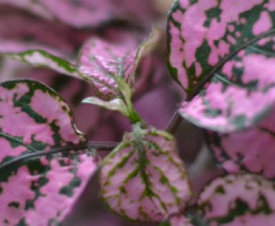 Квітка гіпоестес: догляд в домашніх умовах