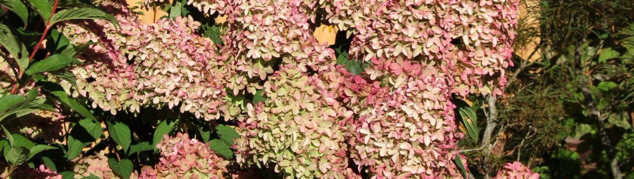 Гортензія Magical Candle: опис, посадка і догляд