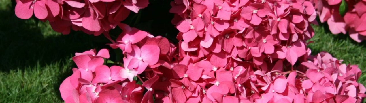 Описание гортензии сорта Leuchtfeuer (Лёйхфейер) и особенности её выращивания