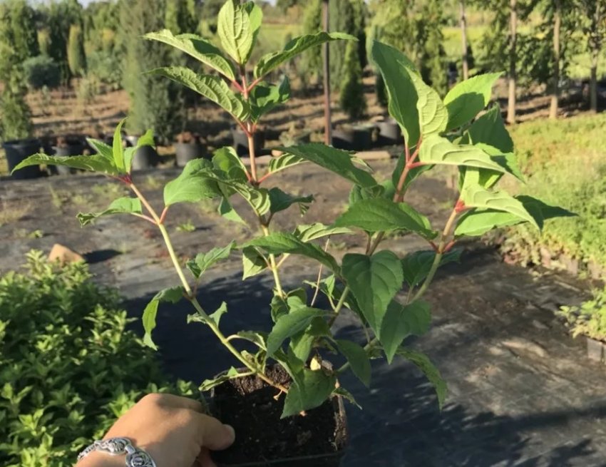 Саженец гортензии