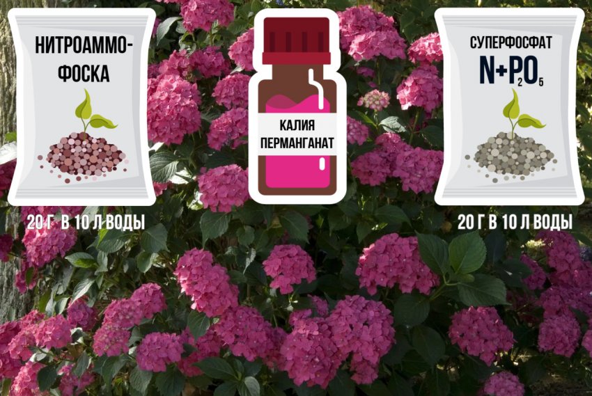 Подкормка гортензии