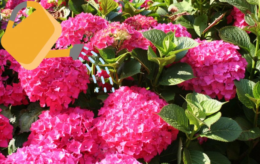 Полив гортензии