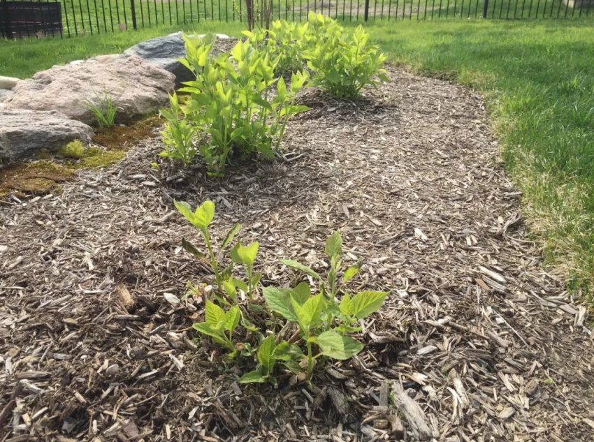 Мульчирование гортензии