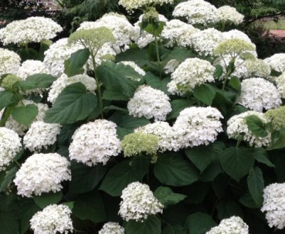 Сорти деревоподібної гортензії: опис та вирощування