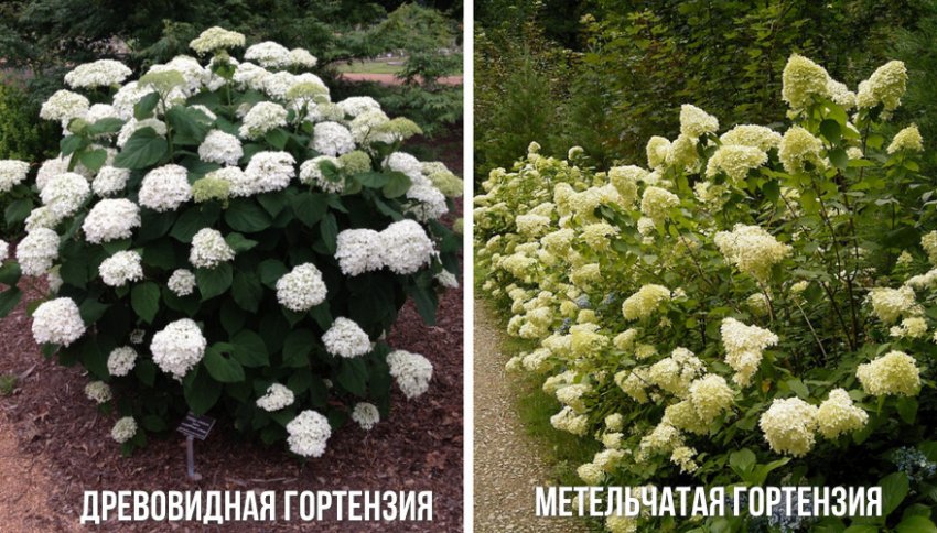 Рододендрон в ландшафтном дизайне с чем сочетается. Смотреть фото Рододендрон в ландшафтном дизайне с чем сочетается. Смотреть картинку Рододендрон в ландшафтном дизайне с чем сочетается. Картинка про Рододендрон в ландшафтном дизайне с чем сочетается. Фото Рододендрон в ландшафтном дизайне с чем сочетается