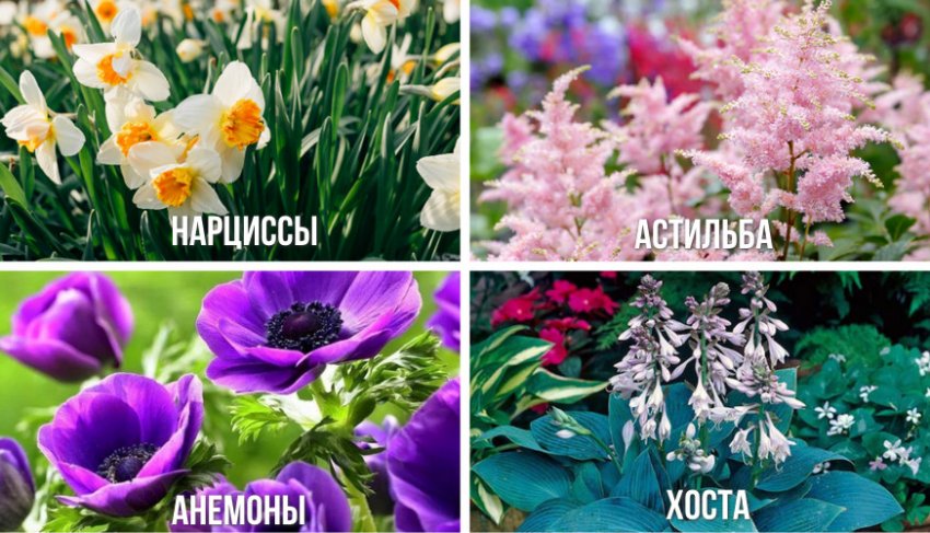 Рододендрон в ландшафтном дизайне с чем сочетается. Смотреть фото Рододендрон в ландшафтном дизайне с чем сочетается. Смотреть картинку Рододендрон в ландшафтном дизайне с чем сочетается. Картинка про Рододендрон в ландшафтном дизайне с чем сочетается. Фото Рододендрон в ландшафтном дизайне с чем сочетается