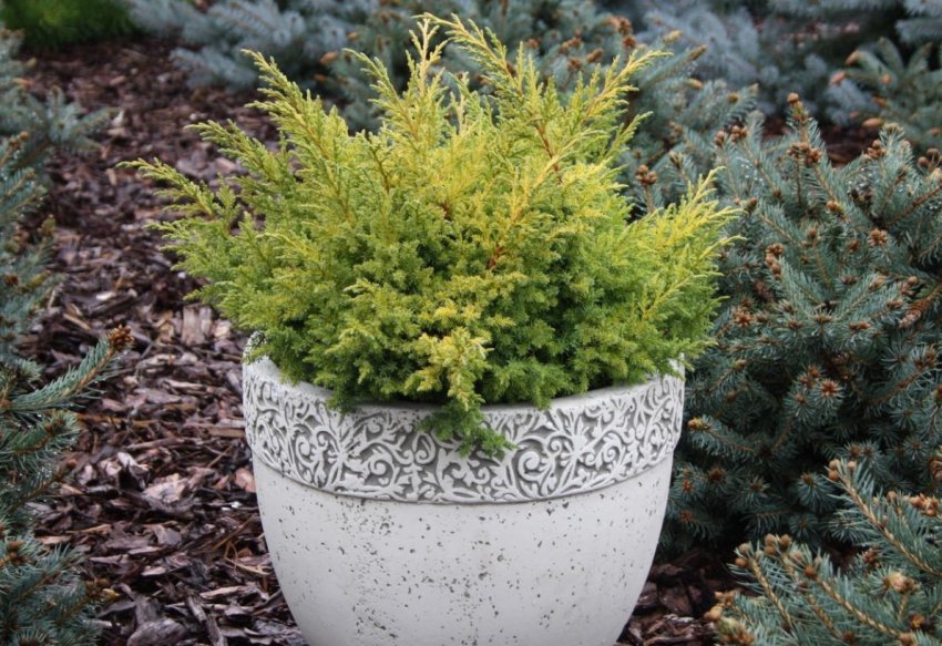 Можжевельник Голдферн Можжевельник Голдферн