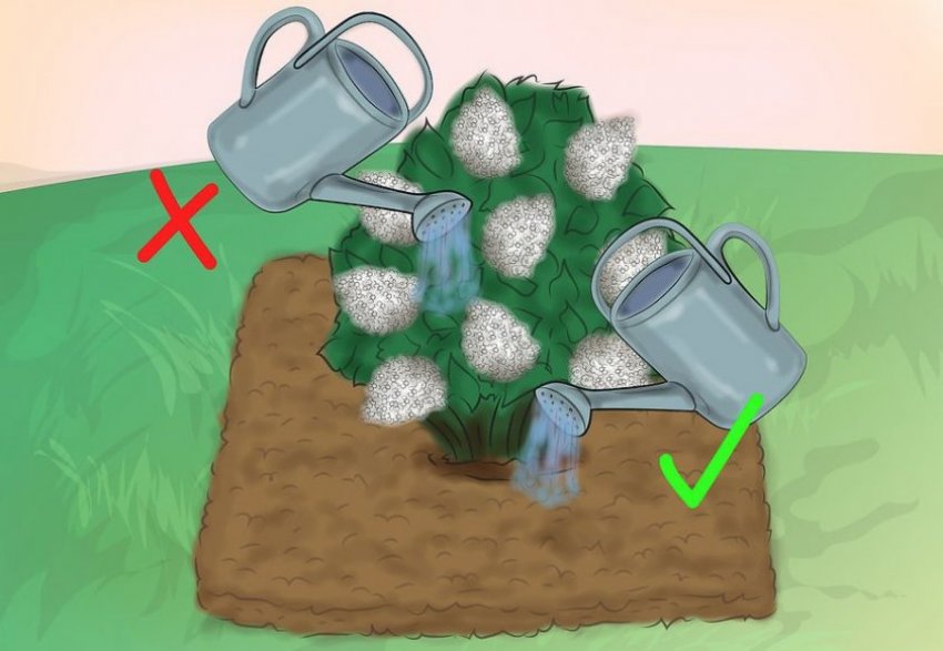 Правильний полив гортензії Правильний полив гортензії