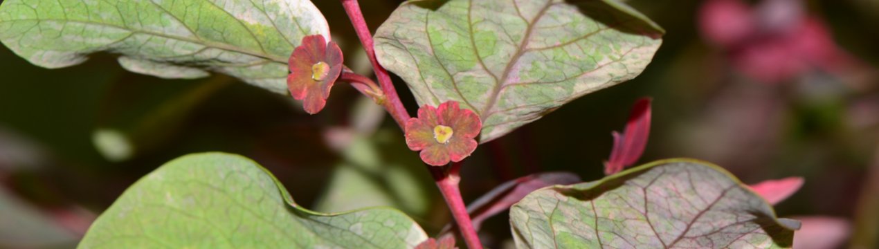 Брейния: опис, вирощування і догляд в домашніх умовах