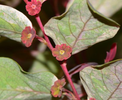 Брейния: опис, вирощування і догляд в домашніх умовах