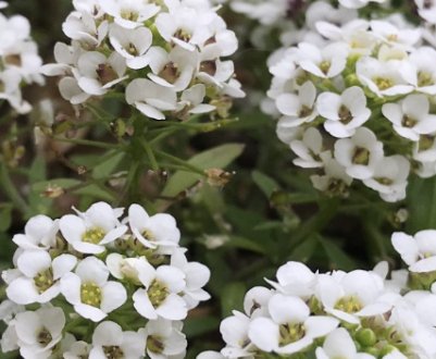 Альіссум сніжний килим: вирощування з насіння, посадка та догляд відкритому ґрунті